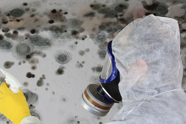 mold removal